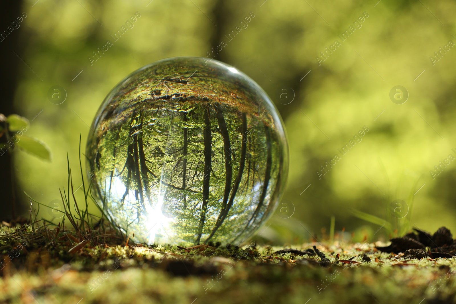 Photo of Beautiful green trees outdoors, overturned reflection. Crystal ball in forest, space for text