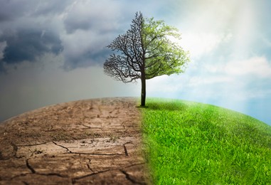 Image of Concept of climate changing. Half dead and alive tree outdoors