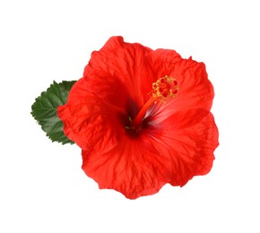 Beautiful red hibiscus flower with green leaf isolated on white