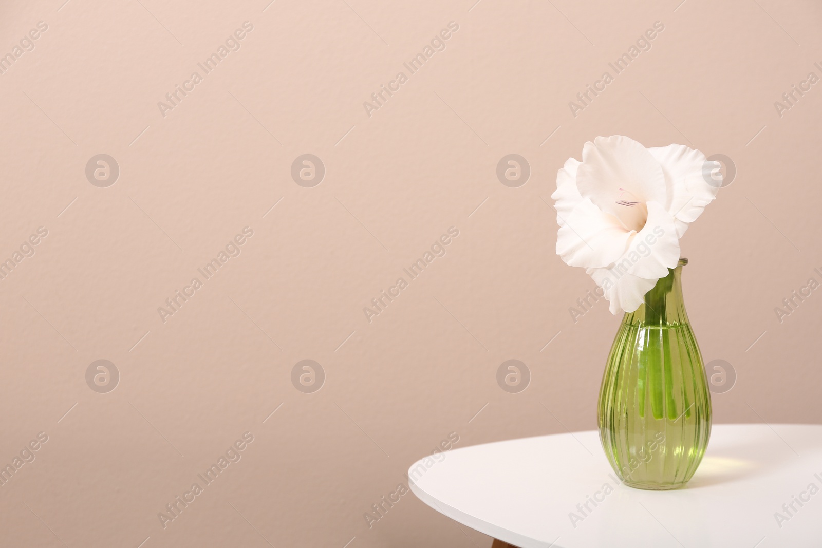 Photo of Vase with beautiful gladiolus flower on wooden table against beige background. Space for text