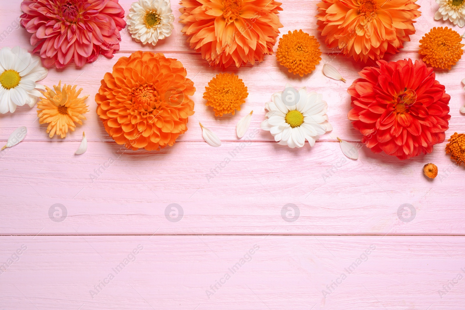 Image of Flat lay composition with beautiful orange dahlia flowers on light pink wooden background