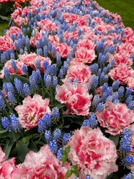 Photo of Many beautiful tulip and muscari flowers growing outdoors, closeup. Spring season