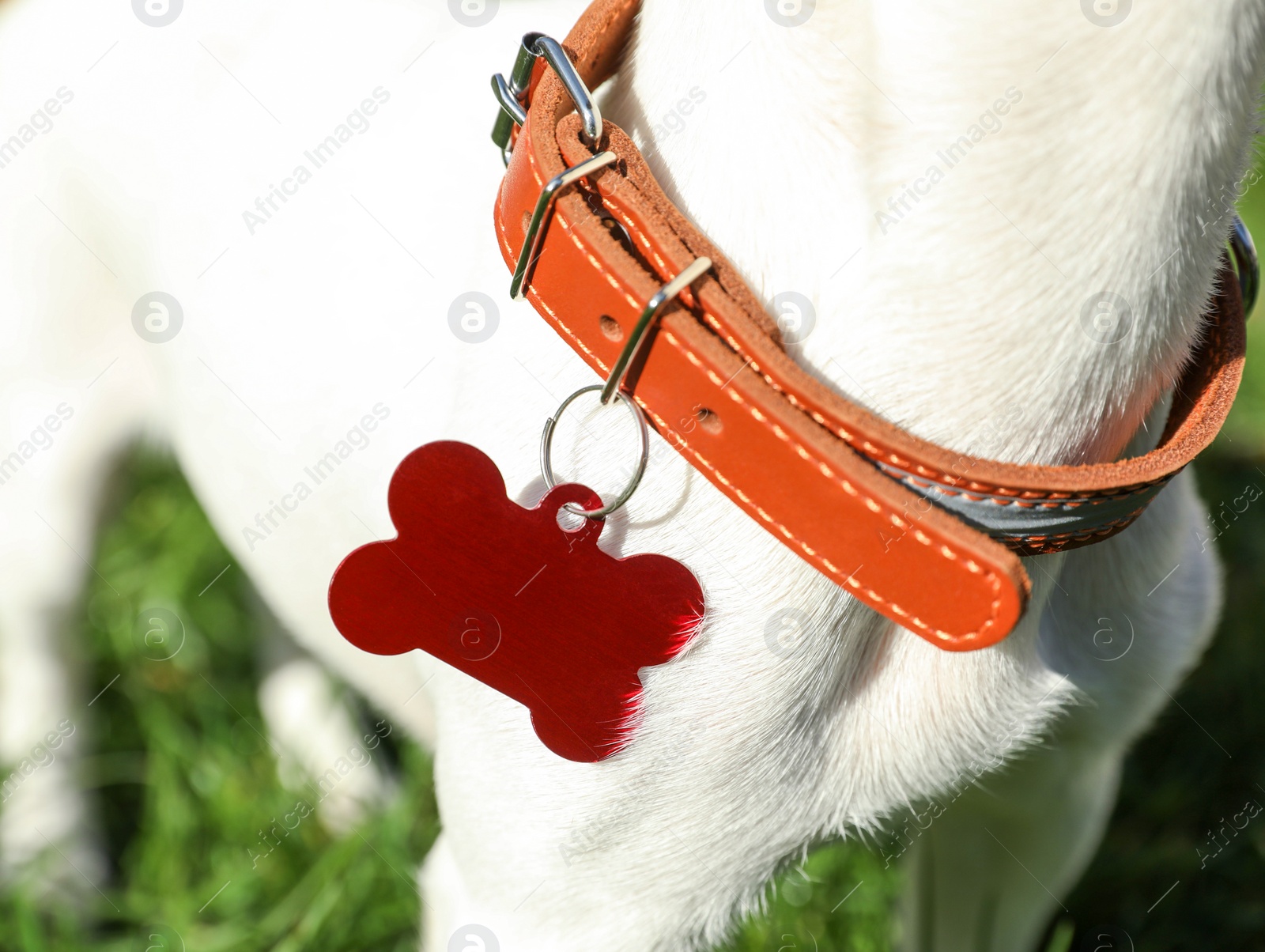 Photo of Dog in collar with metal tag on green grass outdoors, closeup