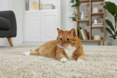 Photo of Cute ginger cat lying on carpet at home