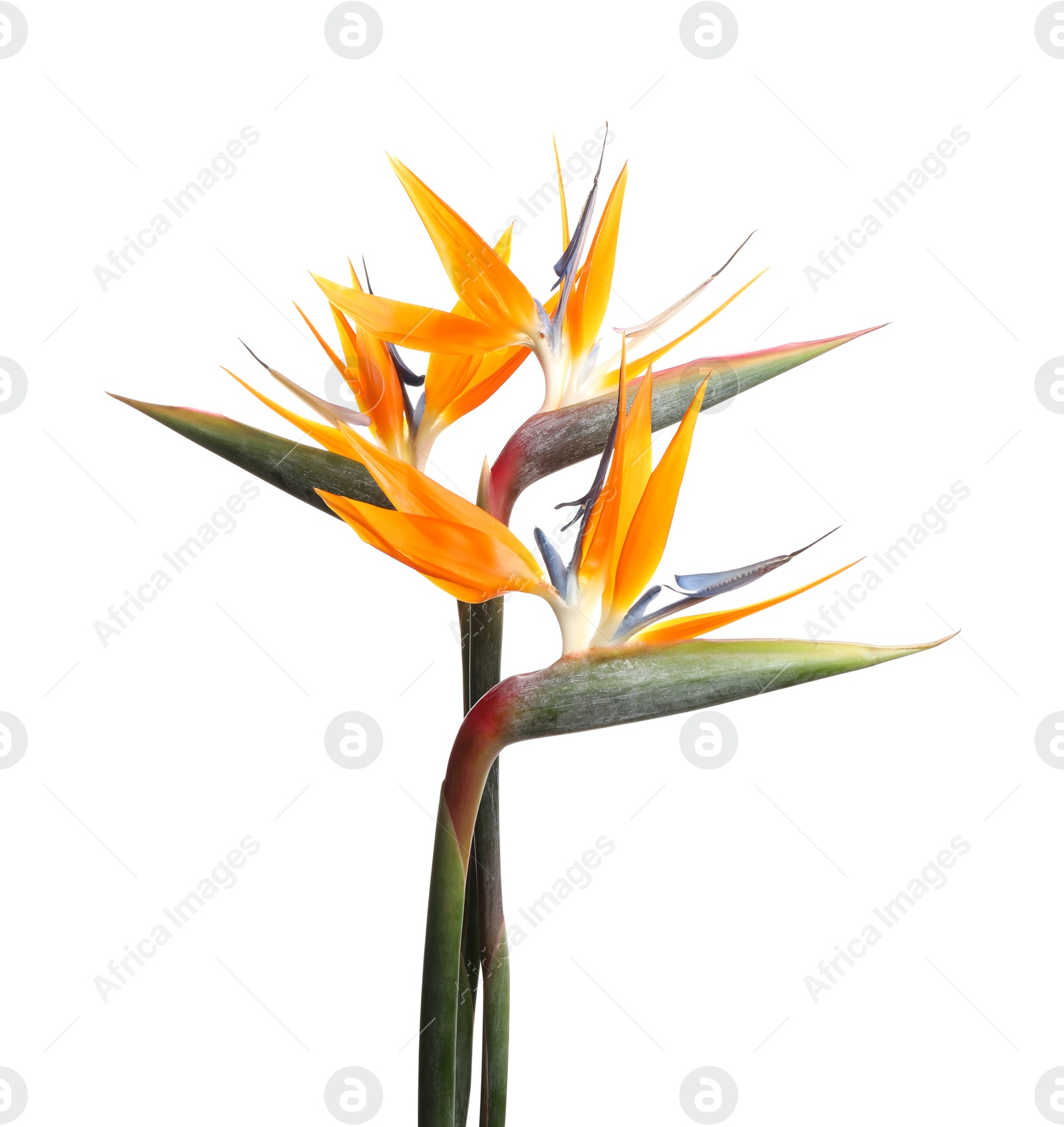 Photo of Bird of Paradise tropical flowers isolated on white