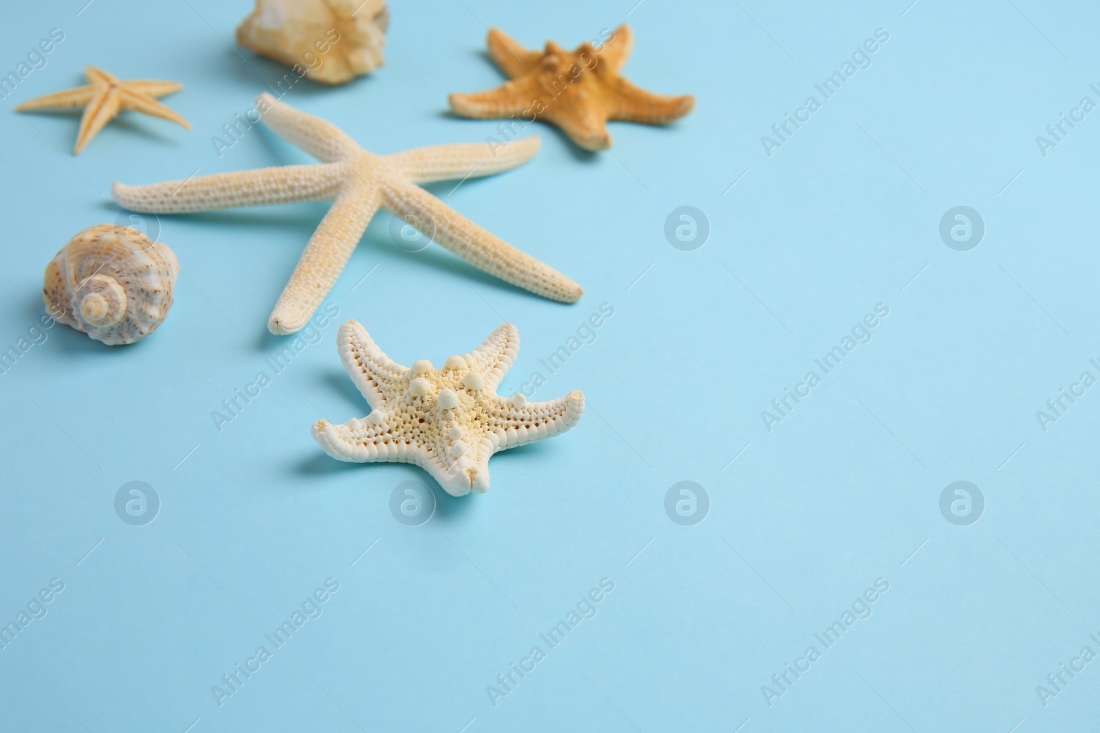 Photo of Beautiful starfishes and sea shell on light blue background. Space for text