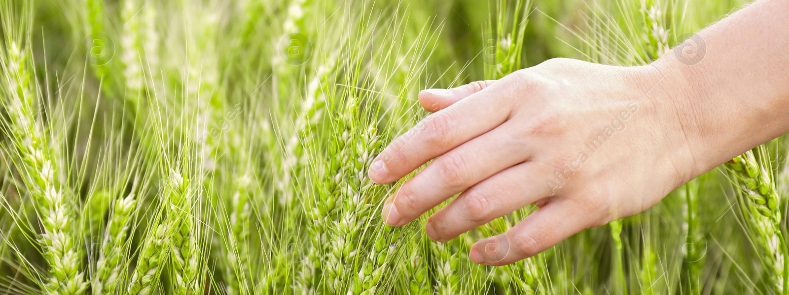 Image of Woman in field with ripening wheat, closeup. Banner design