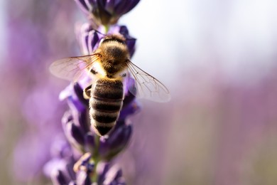 Photo of Honeybee collecting nectar from beautiful lavender flower outdoors, closeup. Space for text