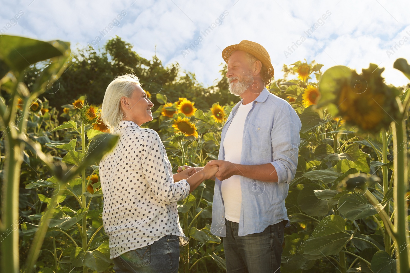 Photo of Happy mature couple in sunflower field on summer day