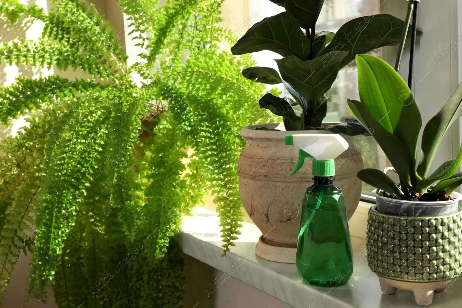 Photo of Beautiful houseplants in pots and spray bottle on windowsill indoors. House decor