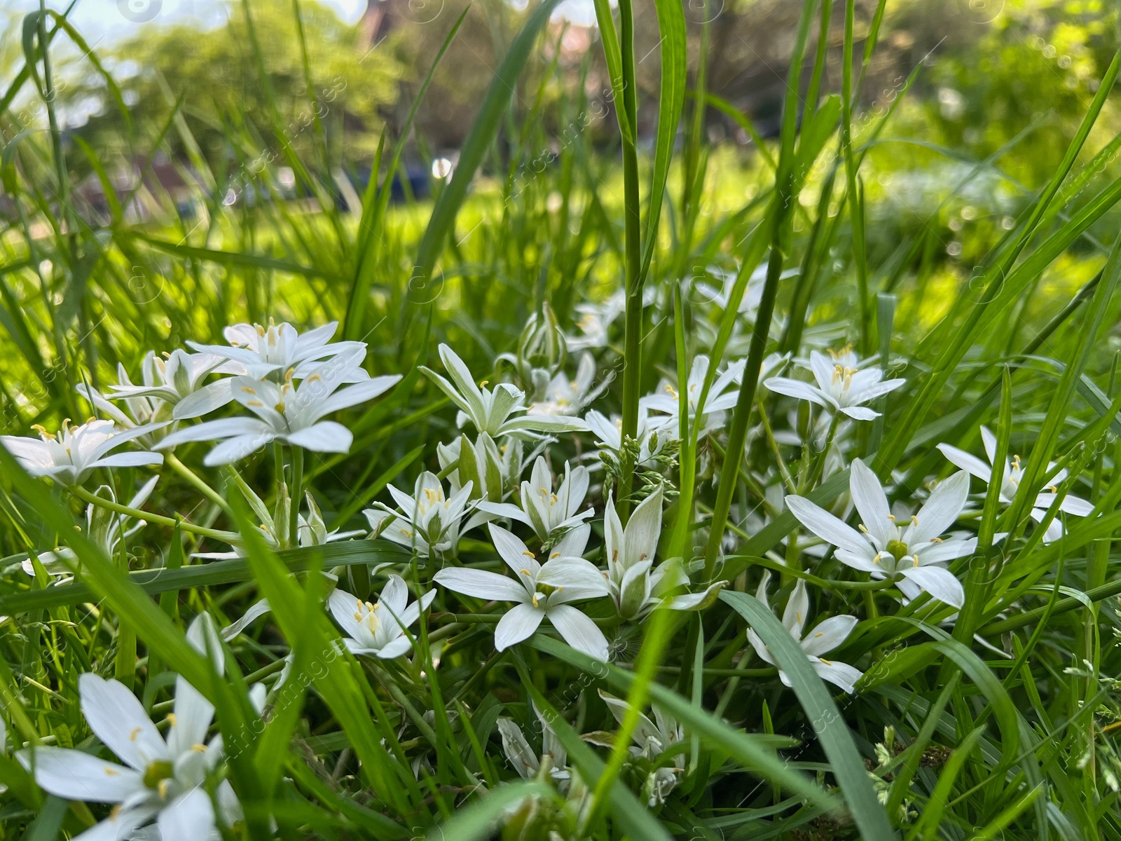 Photo of Beautiful white Ornithogalum flowers and green grass growing outdoors