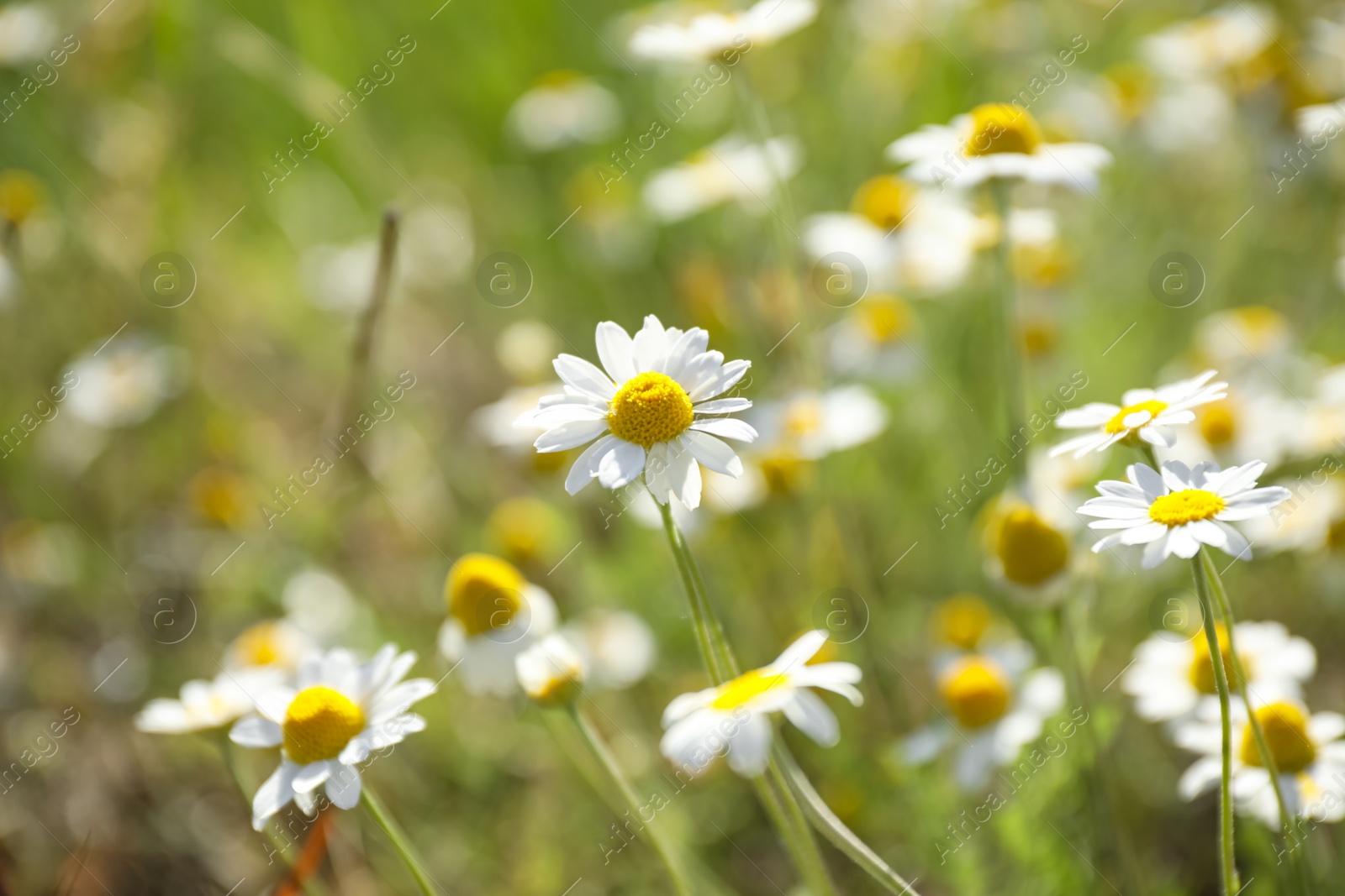 Photo of Beautiful chamomile flowers growing in field, closeup