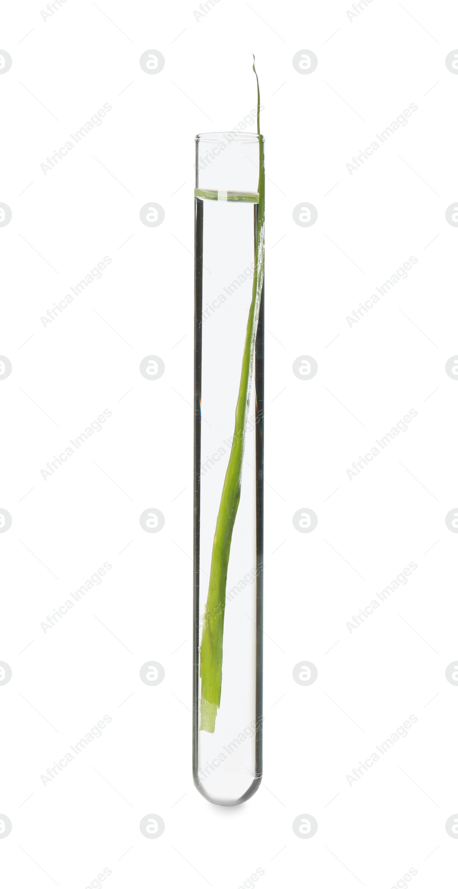 Photo of Green plant in test tube on white background