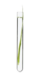 Green plant in test tube on white background