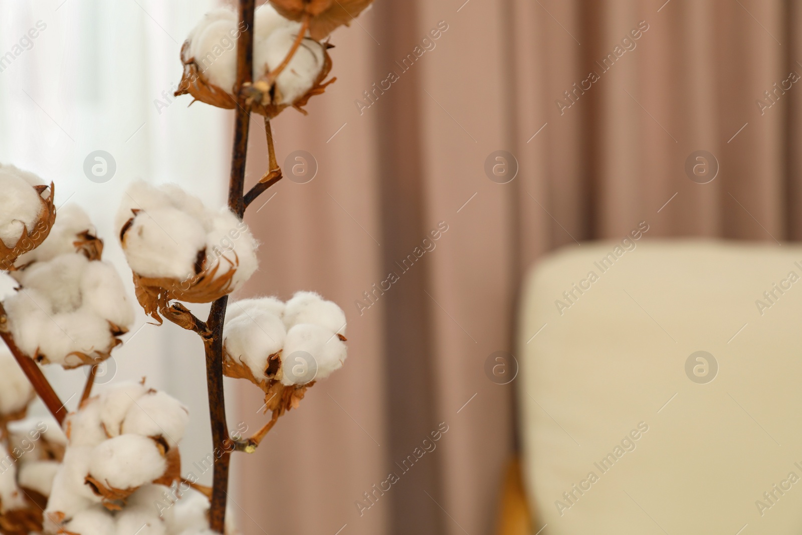 Photo of Cotton flowers and pastel window curtain in room, closeup. Space for text