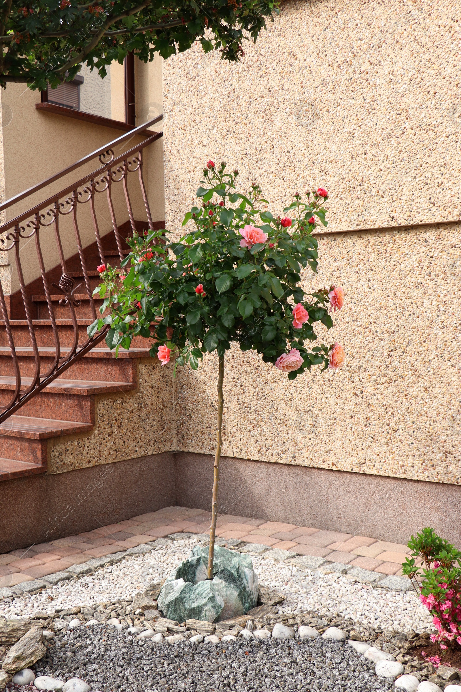 Photo of Beautiful bush with pink roses in gravel garden