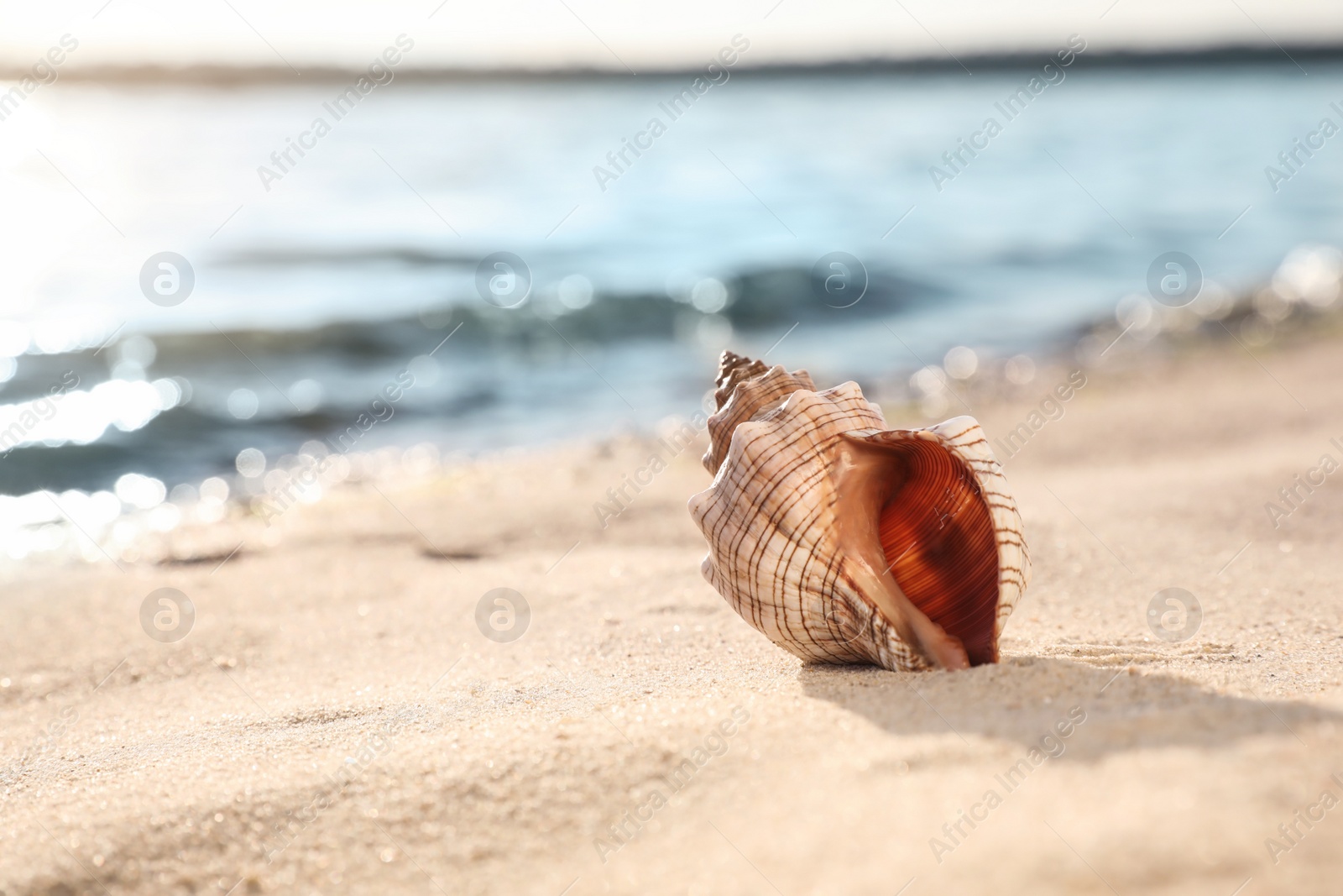 Photo of Beautiful sea shell on sandy beach. Space for text