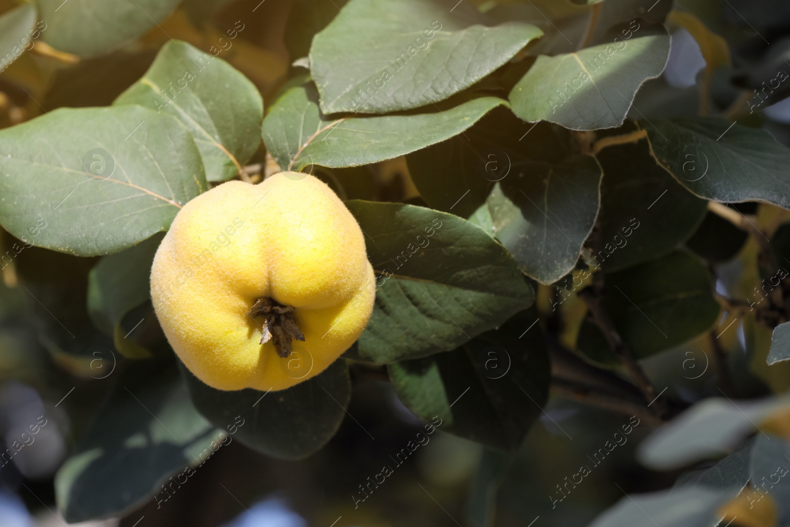 Photo of Closeup view of quince tree with ripening fruit outdoors