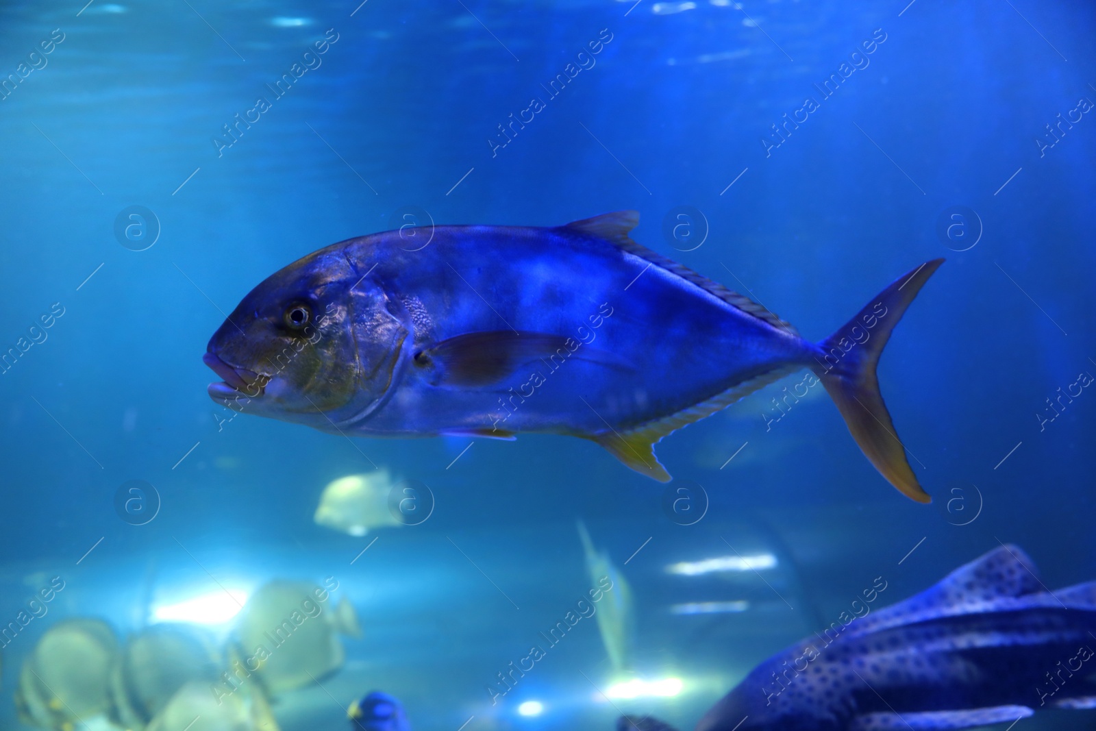 Photo of Tuna fish swimming in clear aquarium water