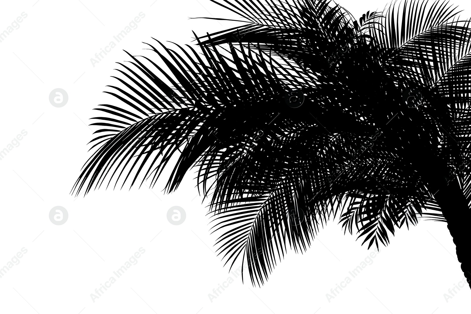 Image of Silhouette of beautiful palm leaves on white background