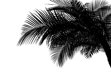 Silhouette of beautiful palm leaves on white background