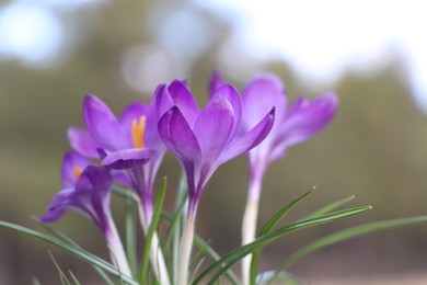 Photo of Fresh purple crocus flowers growing on blurred background