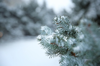 Photo of Fir branches covered with snow on storm day. Space for text