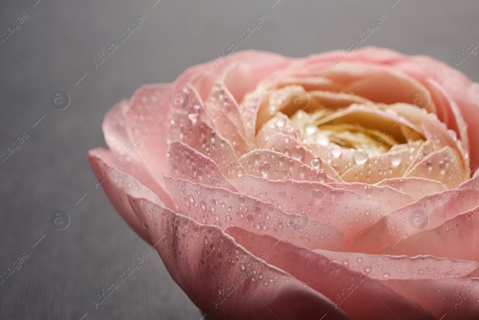 Photo of Beautiful ranunculus flower, closeup