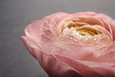 Beautiful ranunculus flower, closeup