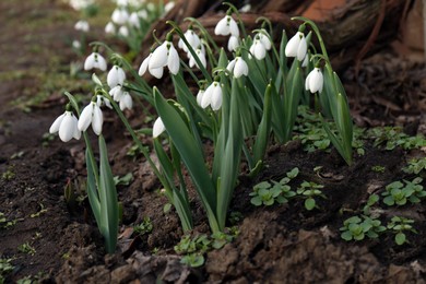 Photo of Beautiful white blooming snowdrops growing outdoors. Spring flowers