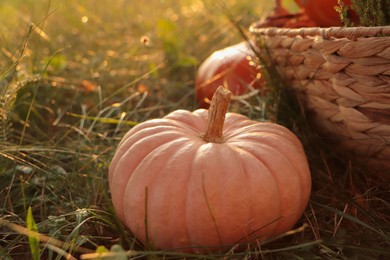 Photo of Whole ripe pumpkins among green grass on sunny day