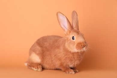 Photo of Cute bunny on orange background. Easter symbol