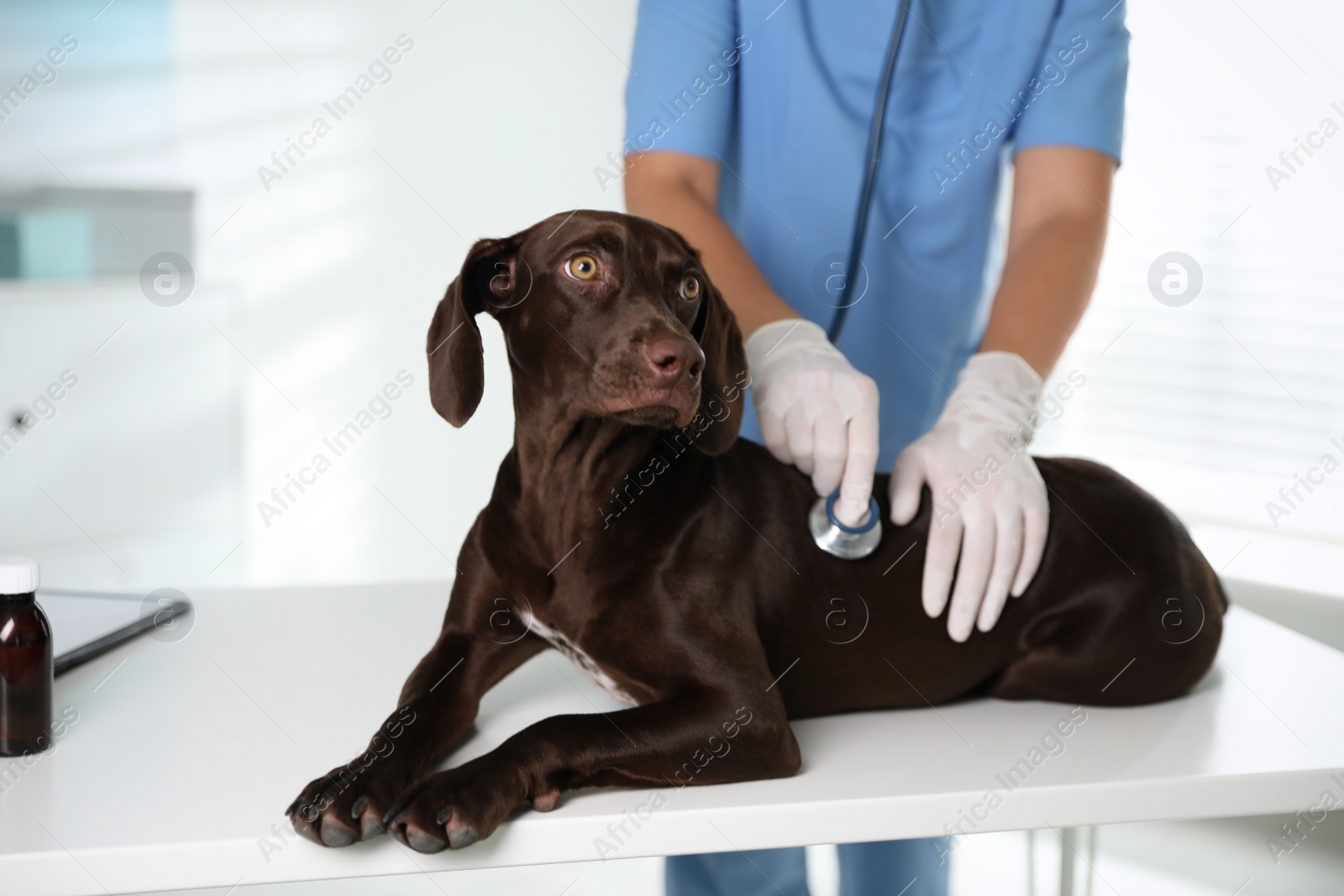 Photo of Professional veterinarian examining dog in clinic, closeup