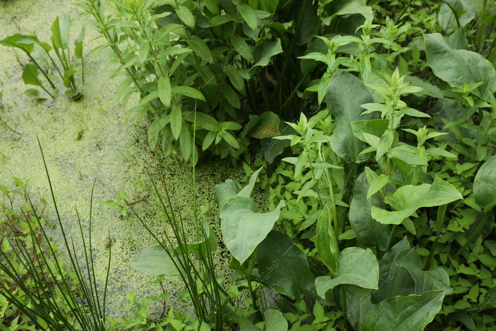 Photo of Beautiful view green swamp with different wild plants