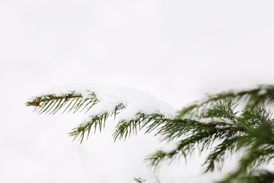Photo of Closeup view of fir tree covered with snow on white background, space for text