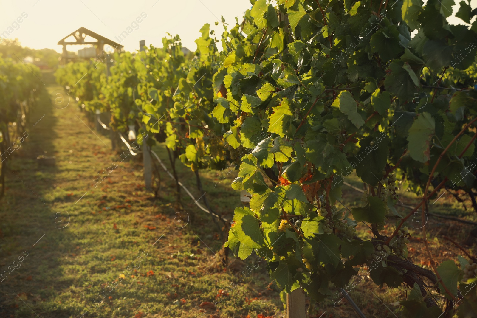 Photo of Beautiful view of vineyard with ripe grapes