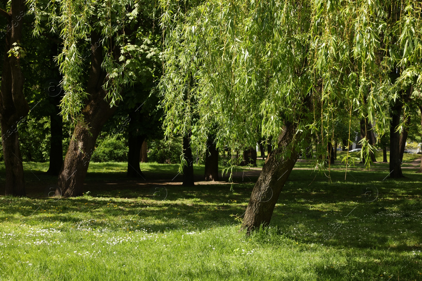 Photo of Beautiful willow tree with green leaves growing in park on sunny day