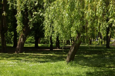 Photo of Beautiful willow tree with green leaves growing in park on sunny day