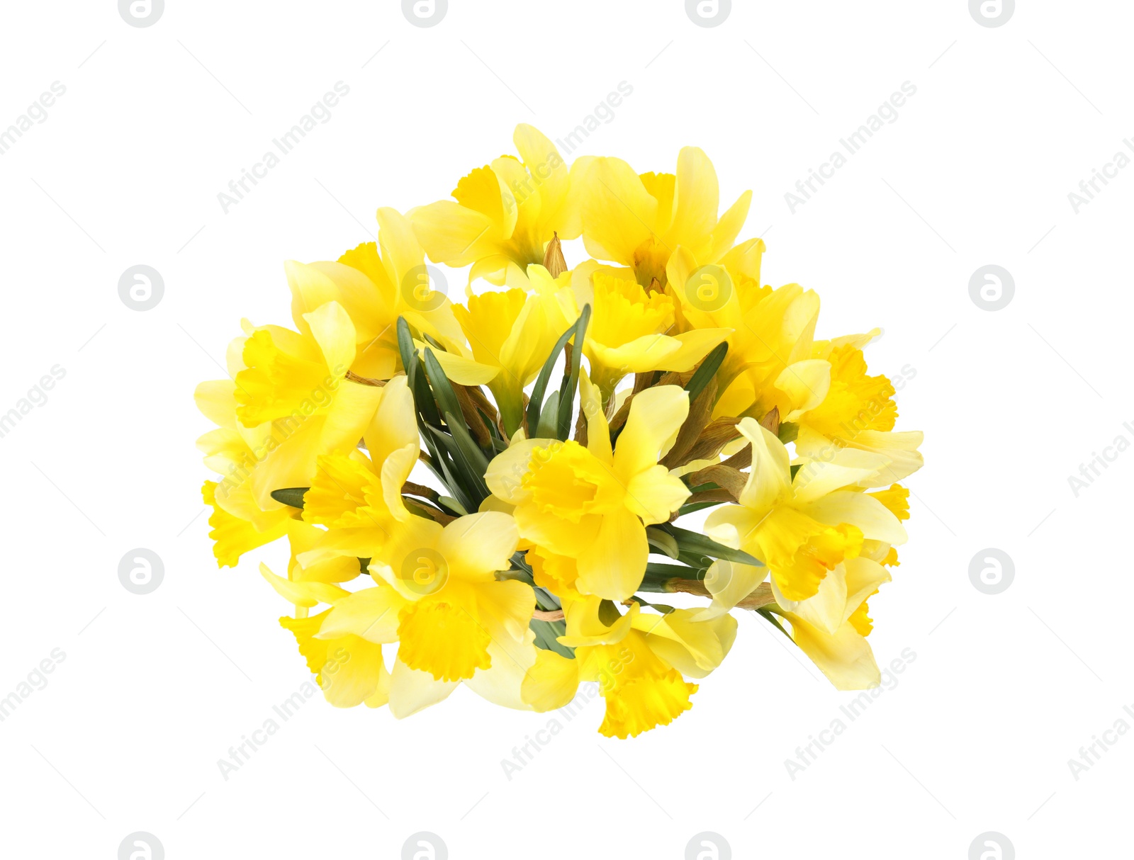 Photo of Bouquet of daffodils on white background. Fresh spring flowers