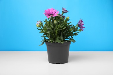 Beautiful potted chrysanthemum flowers on white table against light blue background