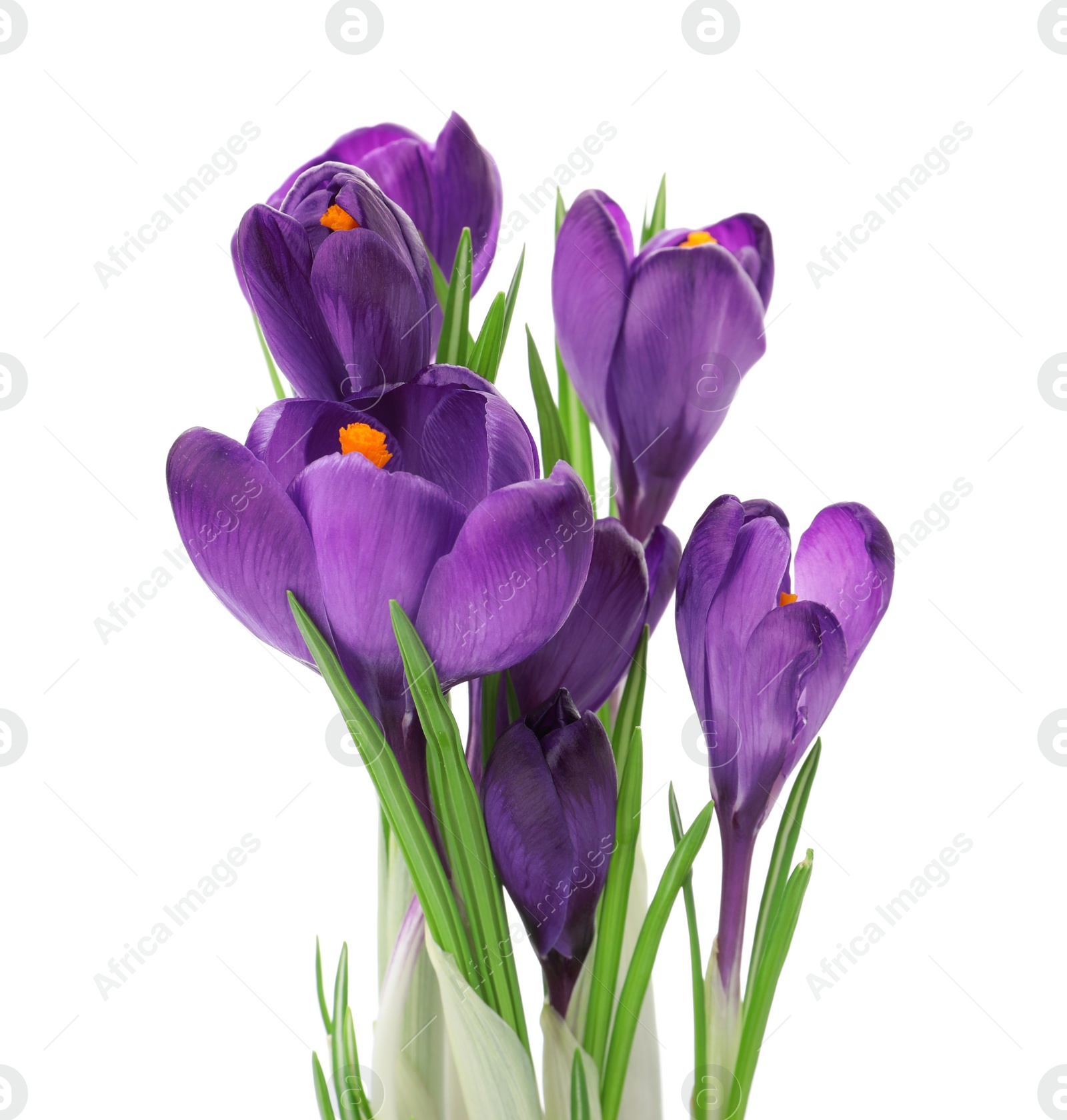 Photo of Beautiful purple crocus flowers isolated on white. Spring season