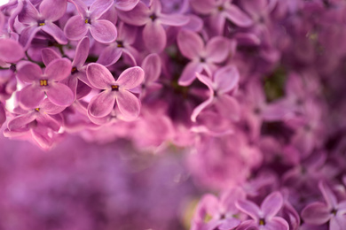 Photo of Closeup view of beautiful blossoming lilac shrub outdoors