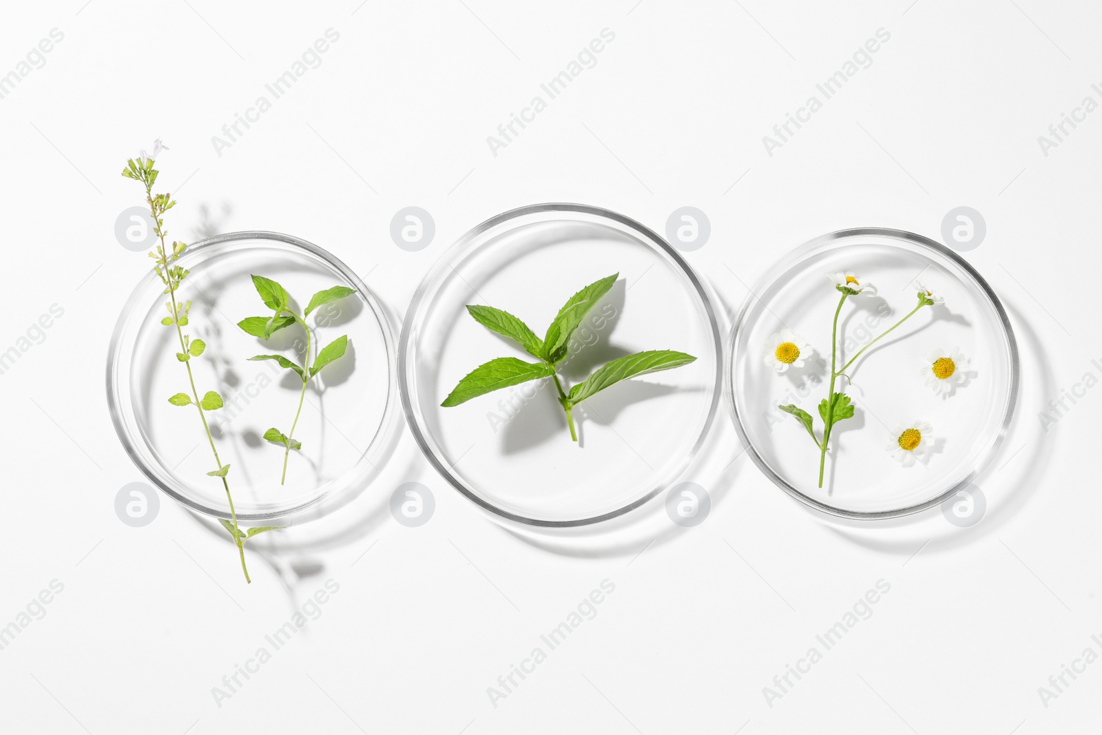 Photo of Petri dishes with different plants on white background, flat lay