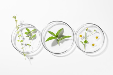 Petri dishes with different plants on white background, flat lay