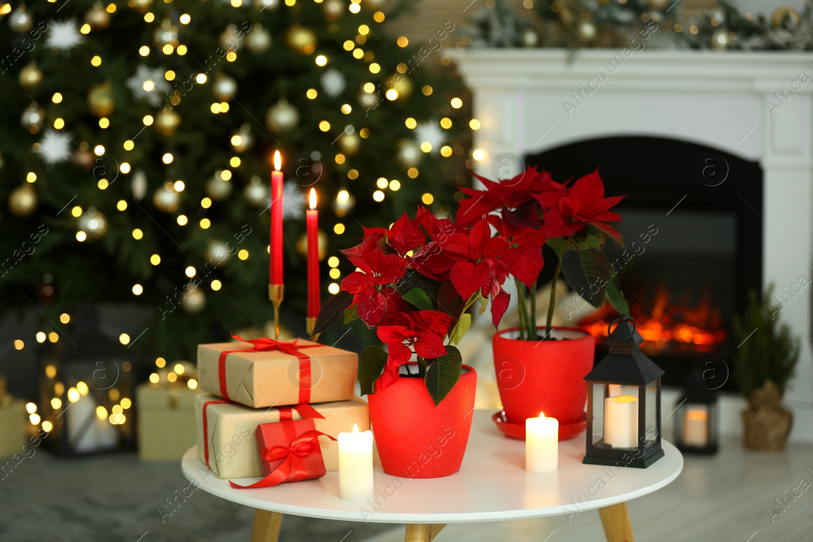 Photo of Potted poinsettias, burning candles and festive decor on white table in room. Christmas traditional flower