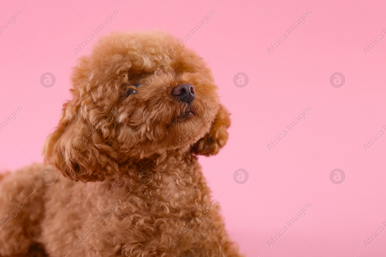 Photo of Cute Maltipoo dog on pink background, space for text. Lovely pet