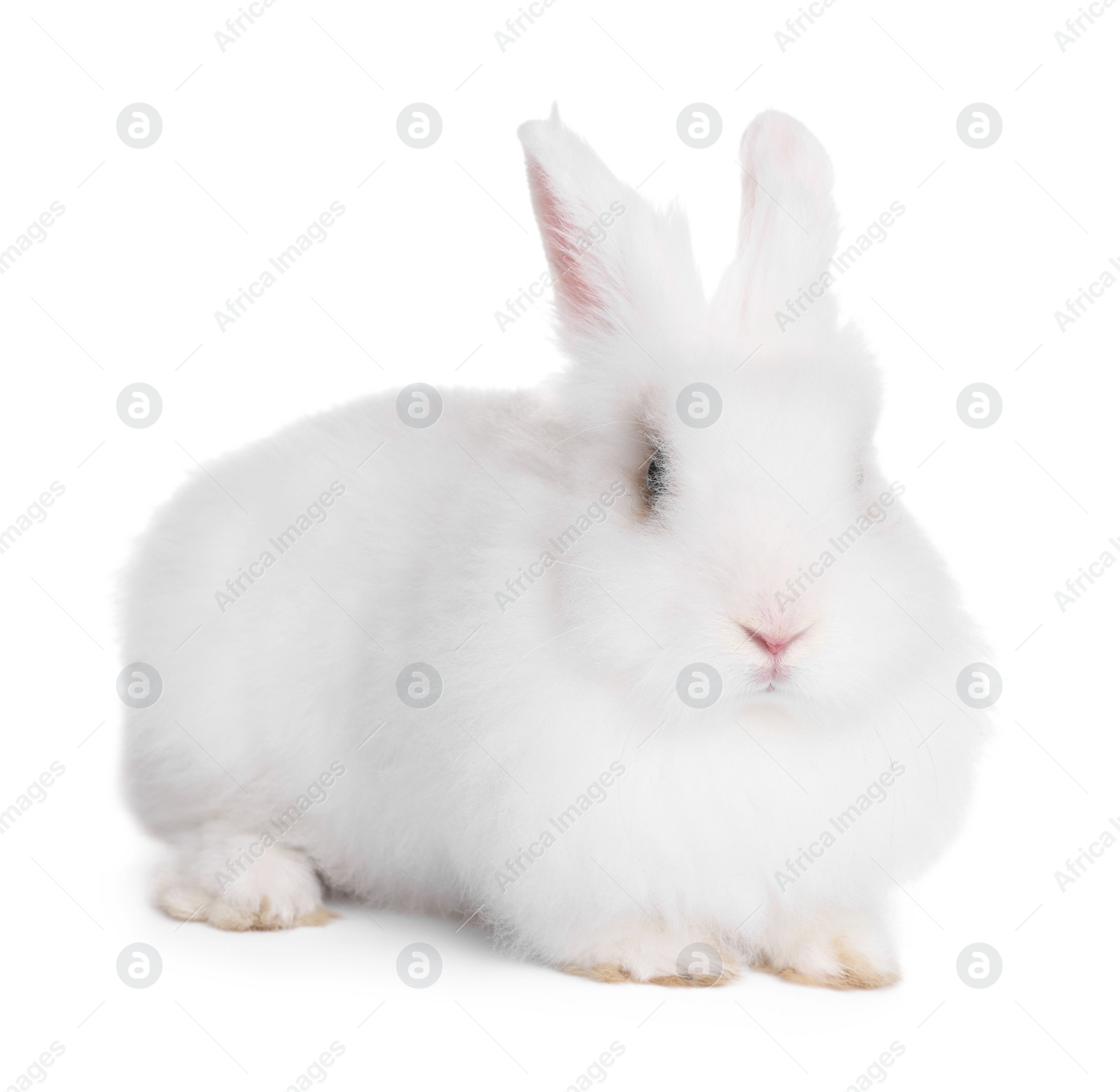 Photo of Fluffy rabbit on white background. Cute pet