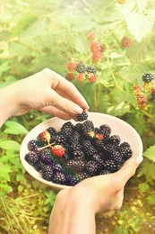 Woman gathering ripe blackberries into bowl in garden, closeup