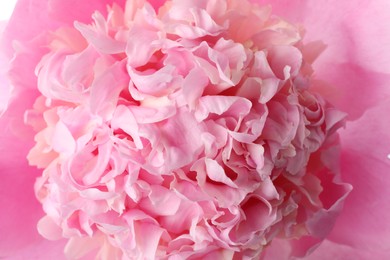 Closeup view of beautiful blooming pink peony