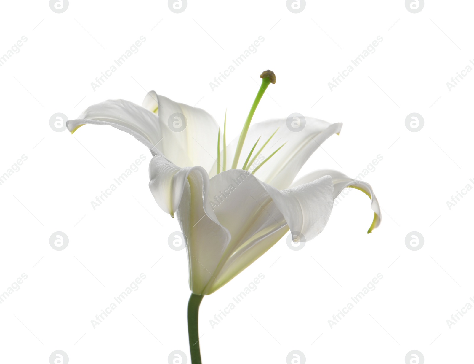 Photo of Beautiful fresh lily flower isolated on white